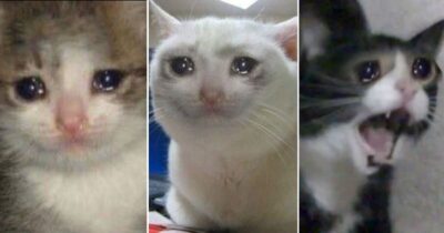 crying cat meme         